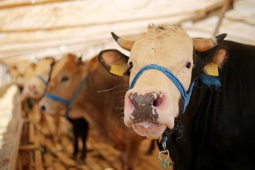 2022 Kurban Bayramı|Bu sene Kurban Bayramı ne zaman, Temmuz ayının kaçında?